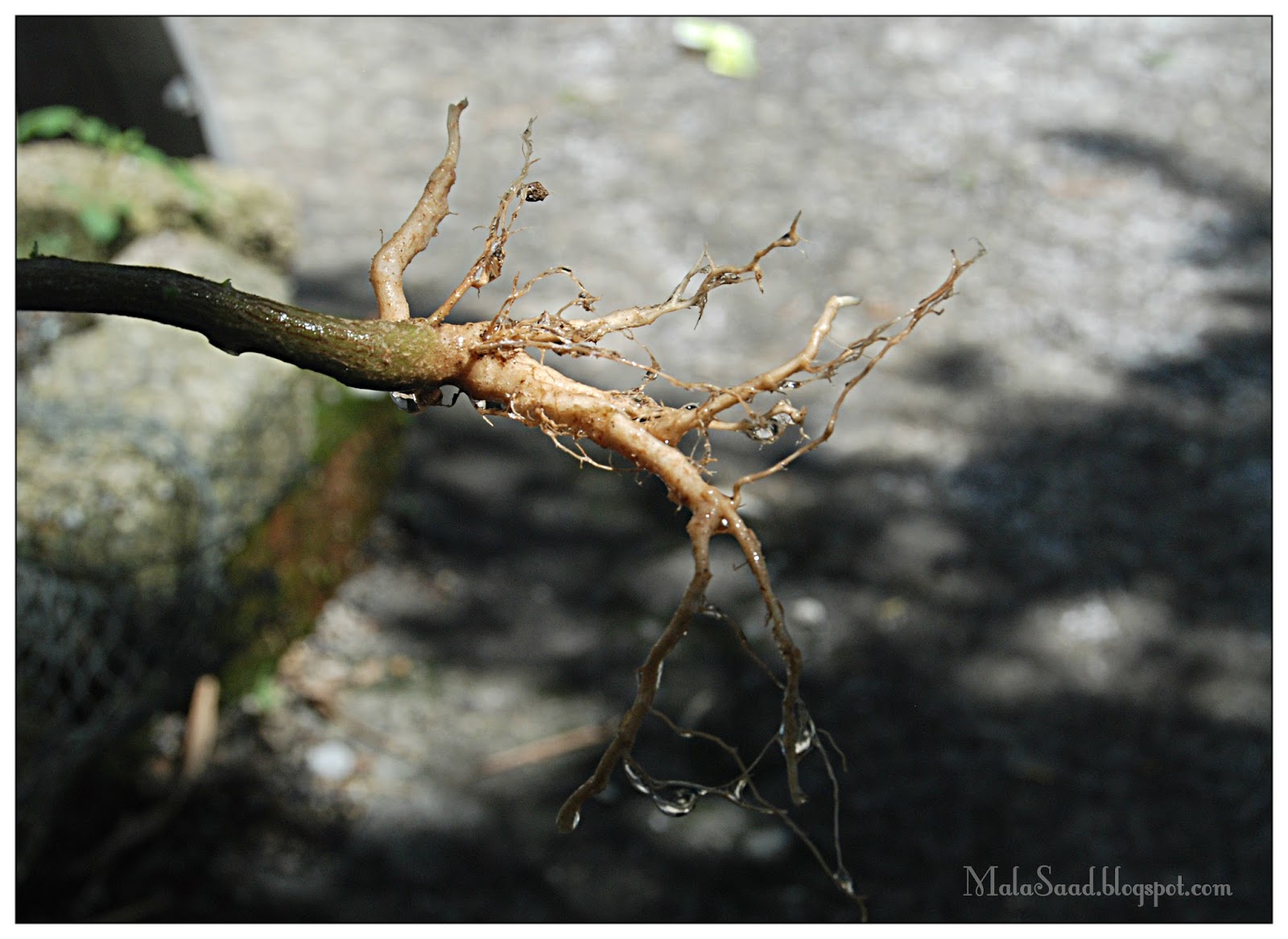 My Green Eye's: Pokok Kucing Galak - Acalypha Indica