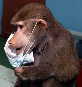 Фото Укринформ: обезьяна в марлевой повязке