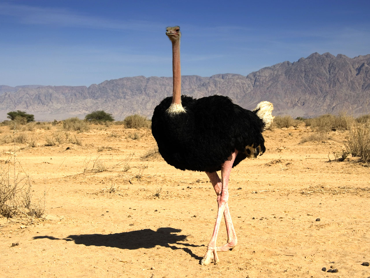 Beautiful Pictures OF Ostrich In HD | MixoPlanet.com