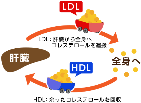 HDL（善玉）コレステロールとLDL（悪玉）コレステロール