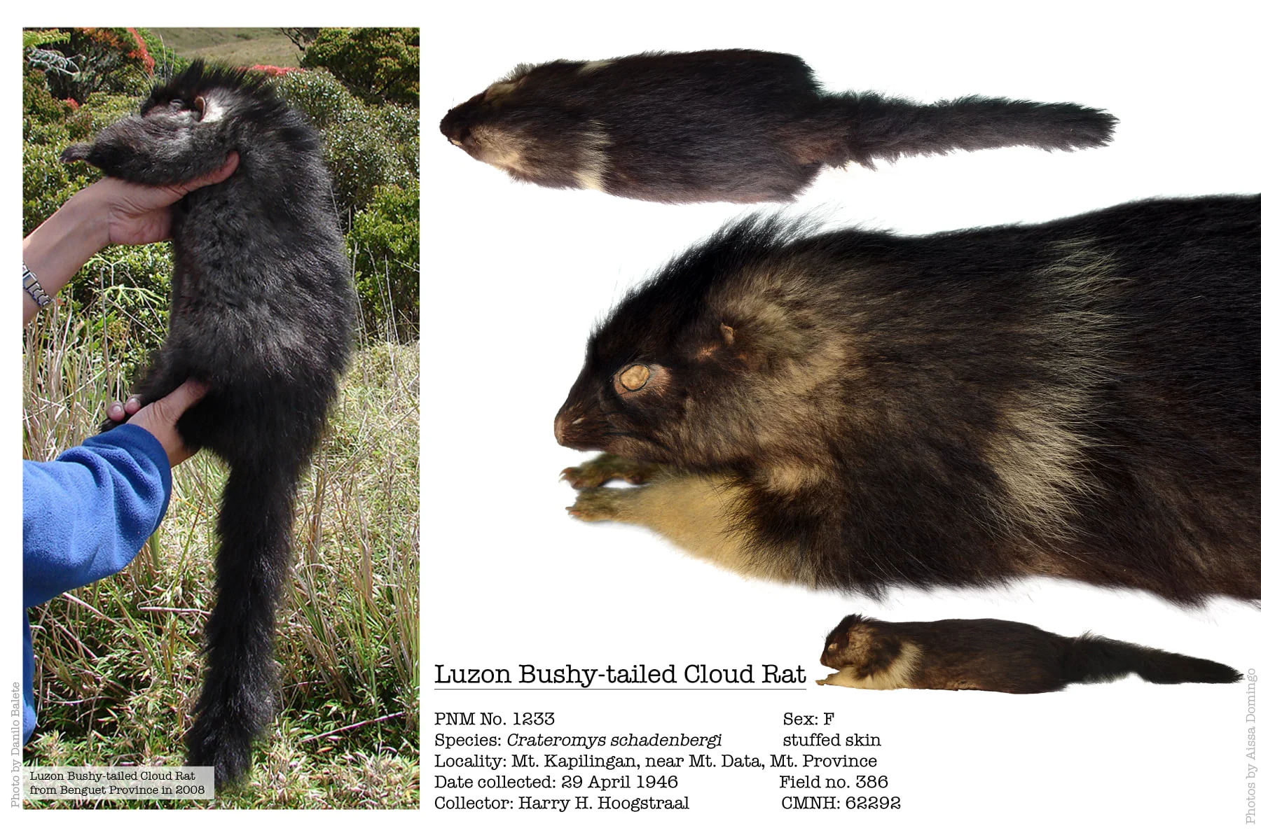 Luzon Bushy-tailed Cloud Rat Locally Known as “Bu-ot”