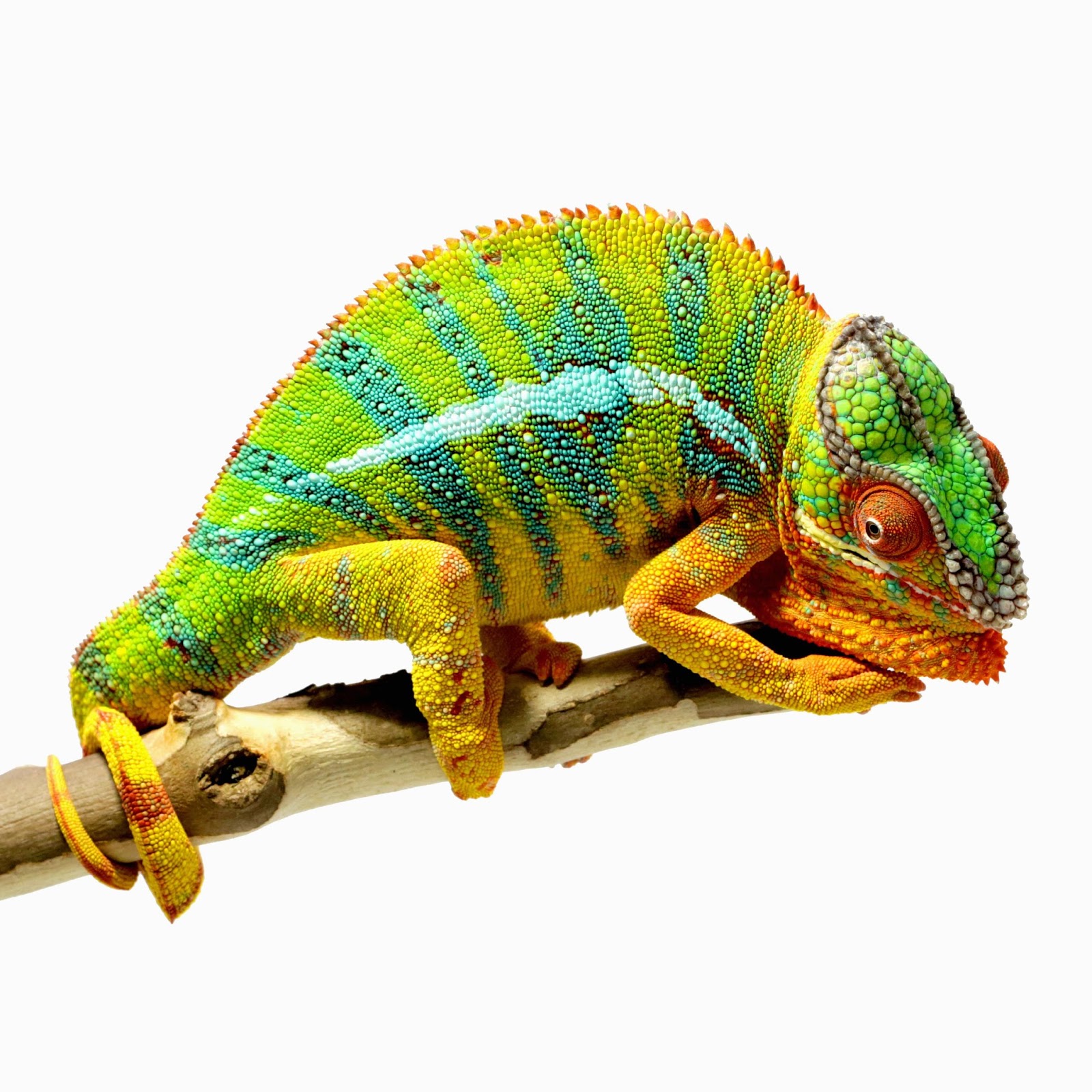 KUMPULAN GAMBAR BUNGLON LUCU WARNA WARNI Gambar DP Hewan Chameleon