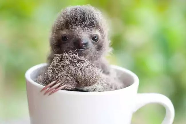 Organization Rehabilitates Baby Sloths That Lost Their Moms