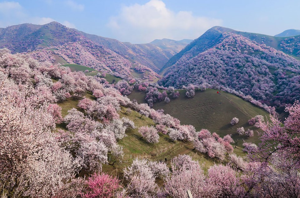 Yili Apricot Valley, China - the Most Beautiful Forests in the World