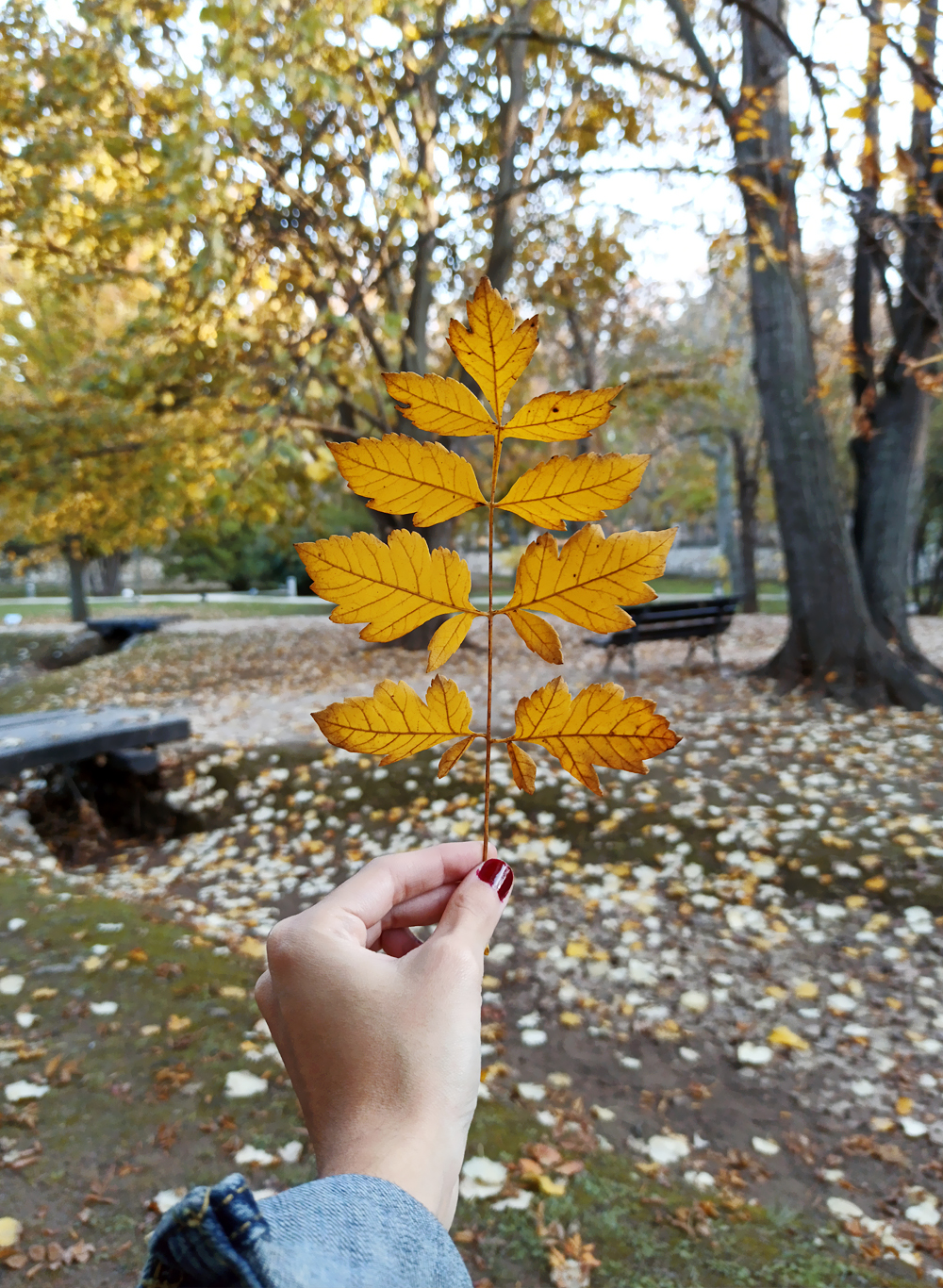 zaragoza otoño fotografía