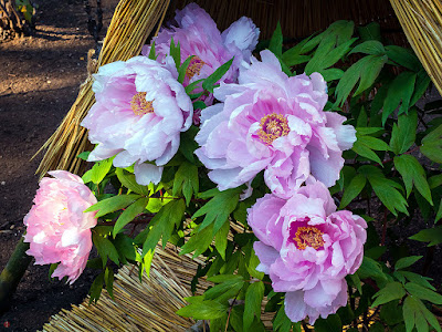 Winter-peony flowers: Tsurugaoka-hachimangu