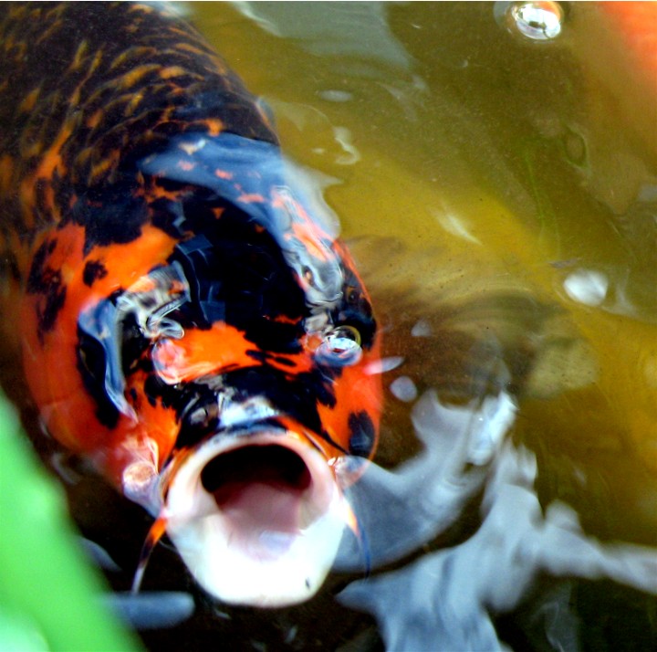 Koi Fish