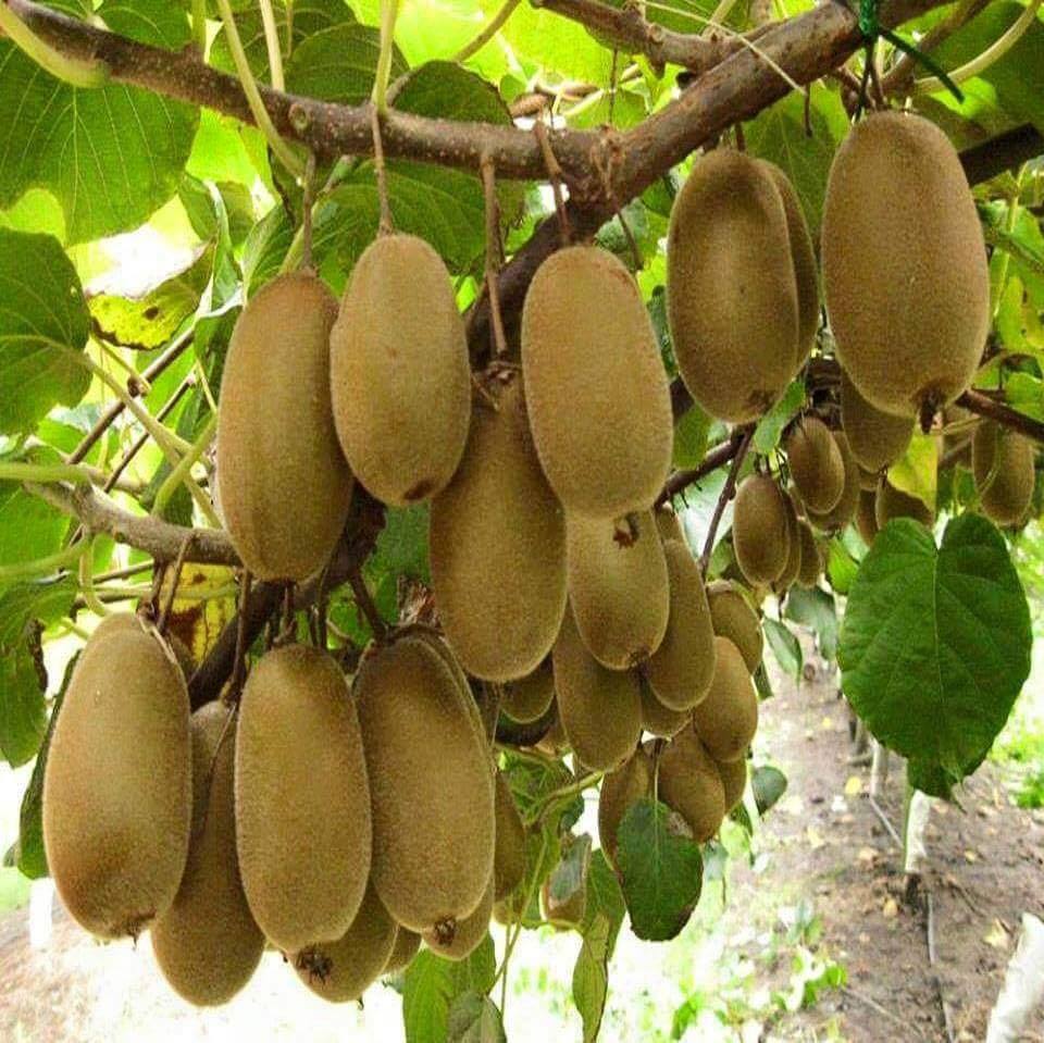 SEGER Foto Kebun Buah  Buahan unik lucu  keren dan hebat