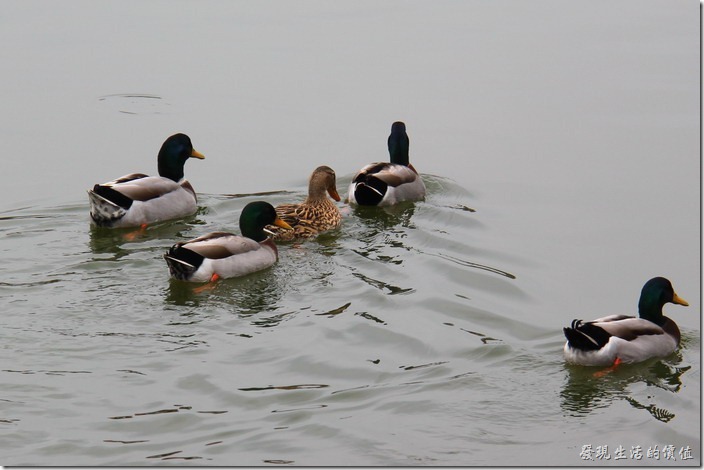 台南新營-天鵝湖環保水上公園