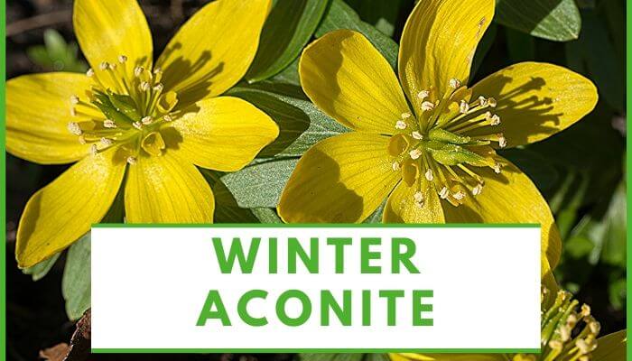 Winter Aconite