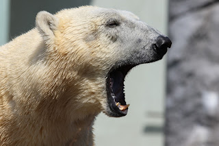 Photo by Magda Ehlers: https://www.pexels.com/photo/selective-focus-photo-of-polar-bear-451230/