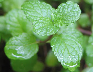 HIERBABUENA PLANTA MEDICINAL