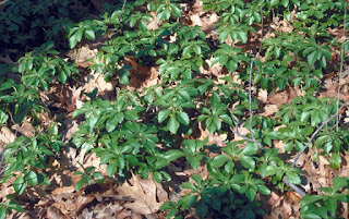 Pachysandra ground cover