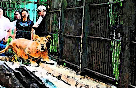 Quieren crear “Fundación” para entregar zoo de Chetumal a manos privadas