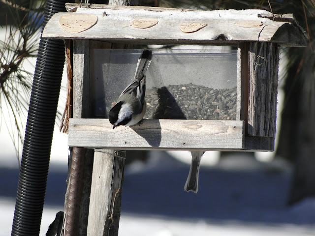 chickadee at feeder