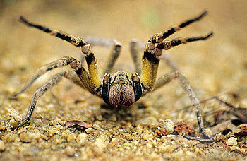 Brazilian Wandering Spider