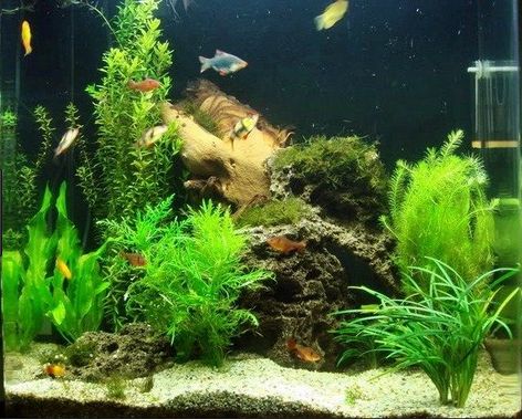 Cara Membuat  Hiasan  Aquarium  Sendiri dengan Harga Murah