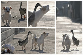 Funny animals of the week - 7 March 2014 (40 pics), duck and dog best friends