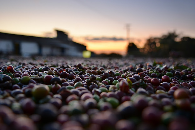 best coffee to try from around the world, drying coffee beans