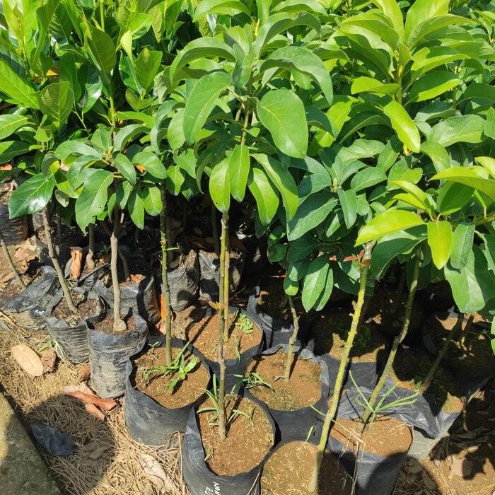 bibit pohon alpukat biji cocok buat koleksi kebun Tangerang Selatan