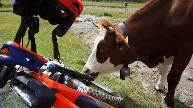 vache  inspectant un vttae lors d'une randonnée aux chalets de Miage au pays du Mont-Blanc