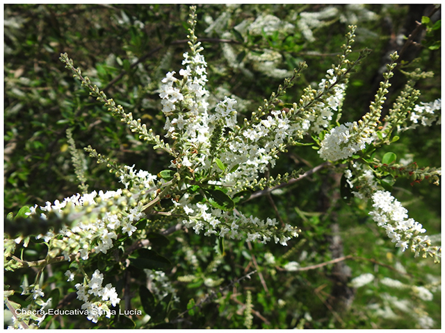 Flor de cedrón de monte-Chacra Educativa Santa Lucía