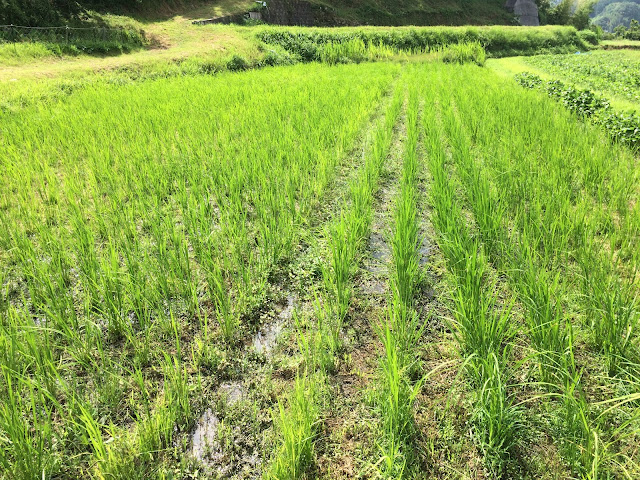 不耕起栽培の田んぼ