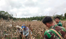 Satgas Pamtas Yonif 645/Gardatama Yudha Panen Jagung Bersama Masyarakat Perbatasan