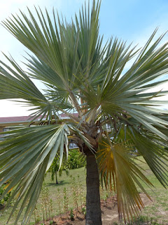 Photos de Palmiers et plantes ressemblantes de Cuba