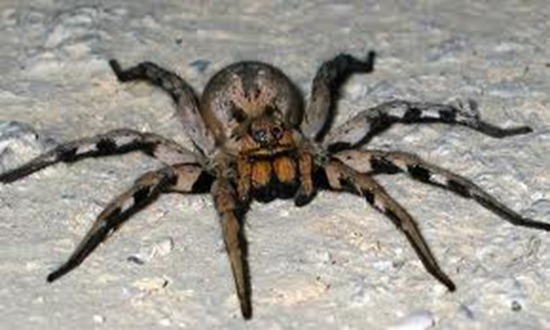 The Brazilian Wandering Spider