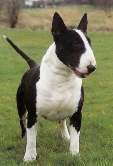 target dog breed. English Bull Terrier ( Target