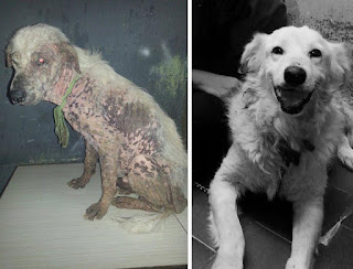 Antes y después perros adoptados de la calle