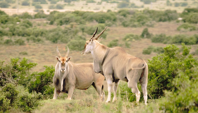 The Diversity of Wildlife in Addo Elephant National Park