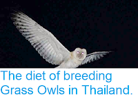 https://sciencythoughts.blogspot.com/2015/02/the-diet-of-breeding-grass-owls-in.html