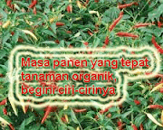 "masa panen, tanaman organik"