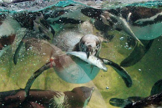 humboldt penguin