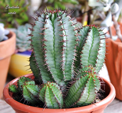 Euphorbia horrida