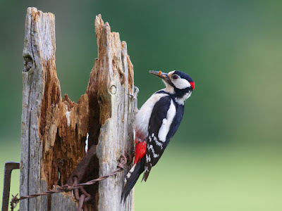 foto de pájaro carpintero  