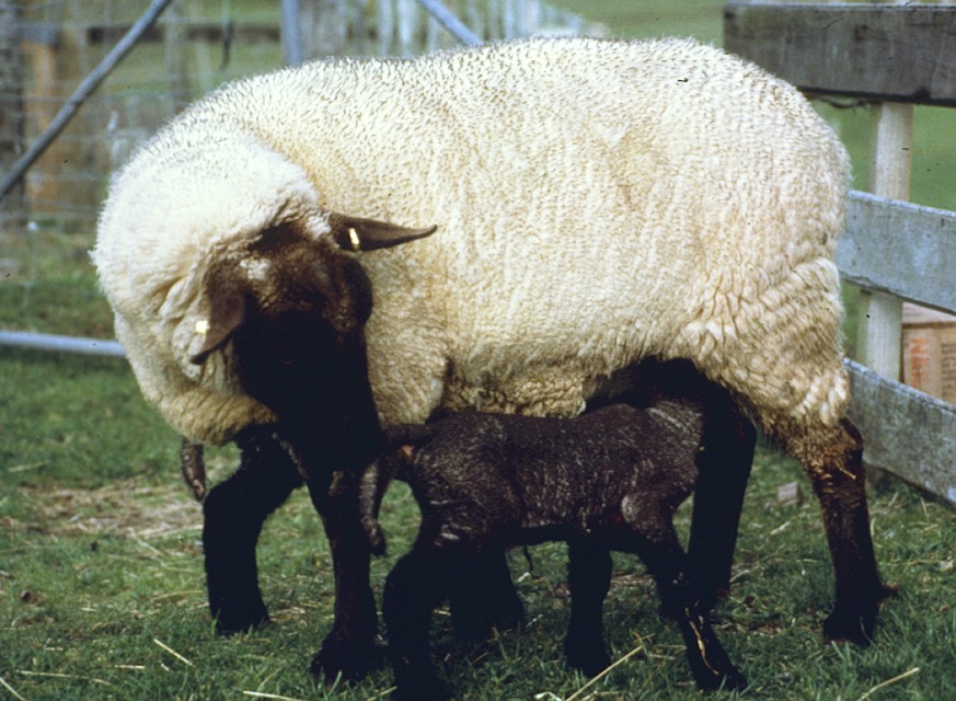 Sufflock ewe and lambs. Lambs are born black but start
