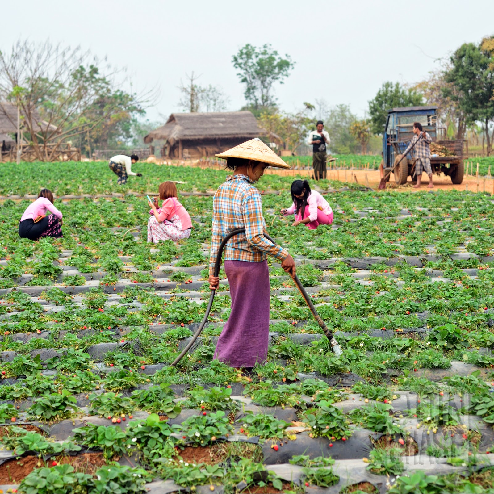 Workers on a strawberry farm near Pyin Oo Lwin, Myanmar.