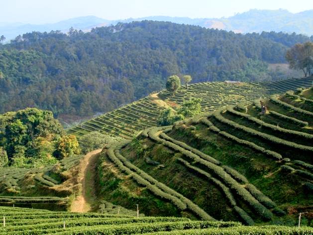 Чайный плантации в Мае Салонге