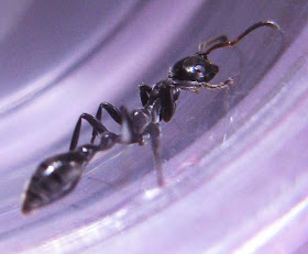 Worker of Tetraponera sp