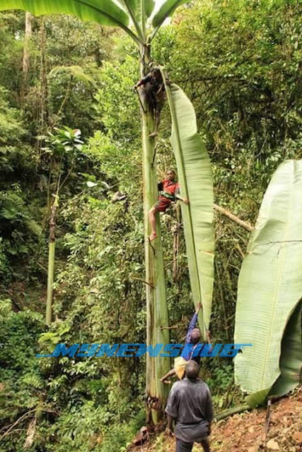 Pisang Raksasa Asal Indonesia