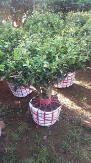 Cách trồng trà xanh Đà Lạt không bị chết khi trồng tại nhà