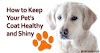 How to Keep Your Pet's Coat Healthy and Shiny