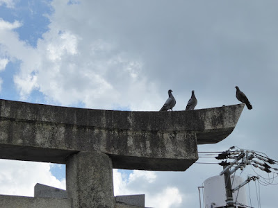 島頭天満宮　鳥居 鳩