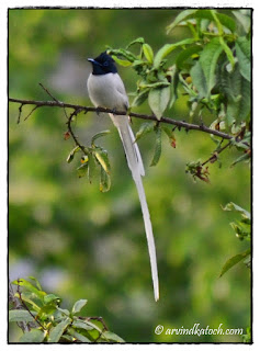 Asian Paradise Flycatcher