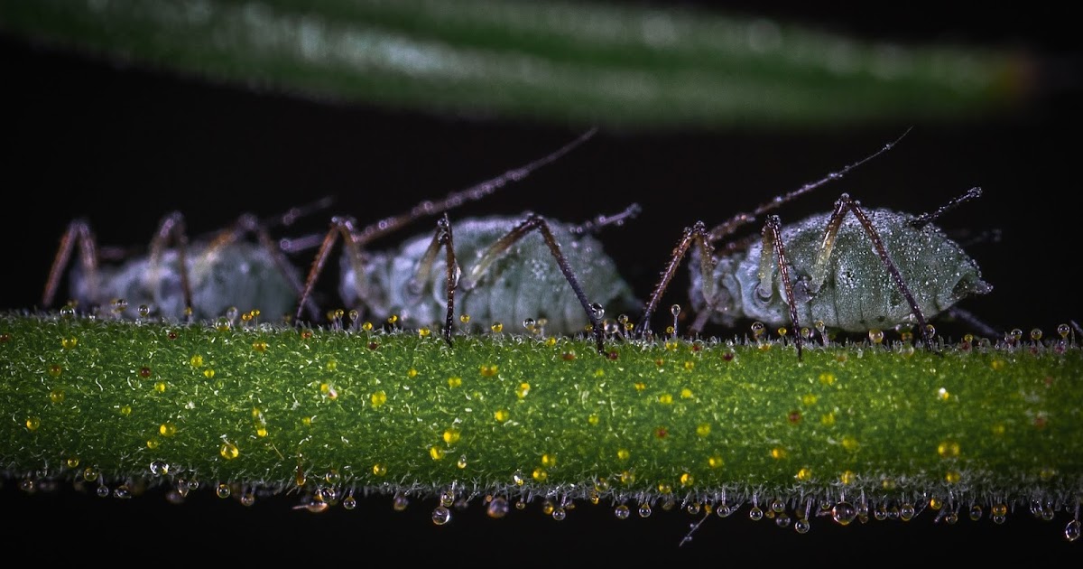 Grønnsåpe mot maur