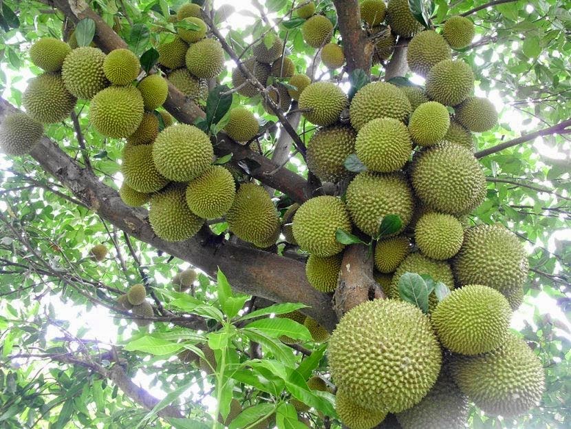 Bikin Pohon  Duren Anda Cepat Berbunga Kebunpedia