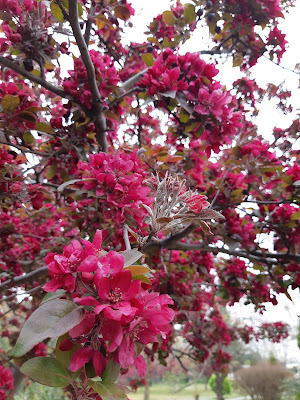 Prunus Serrulata